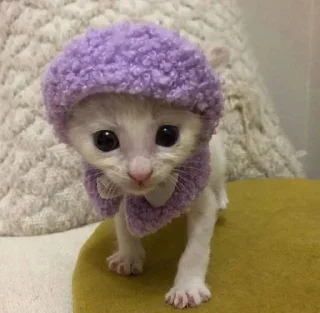 🐱