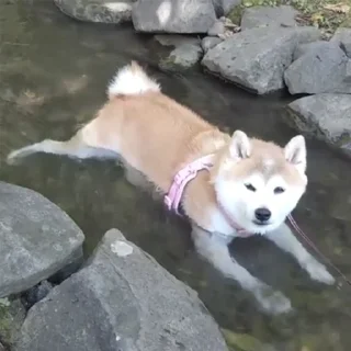 🏊
