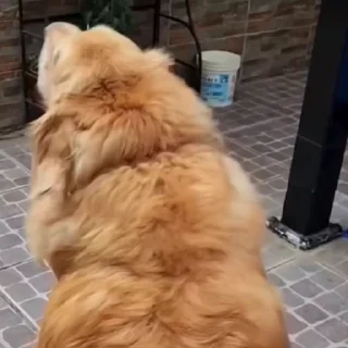 🐕‍🦺