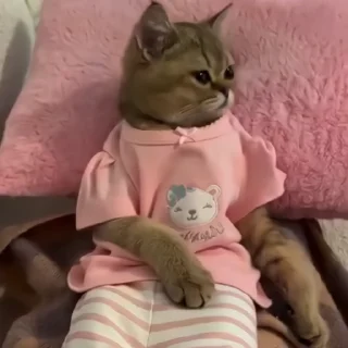 🐈‍⬛️