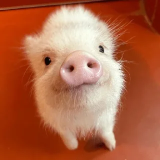 🐷