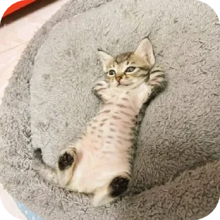 🐱