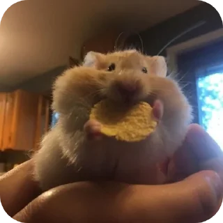 🐹