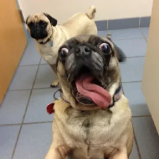 🤪
