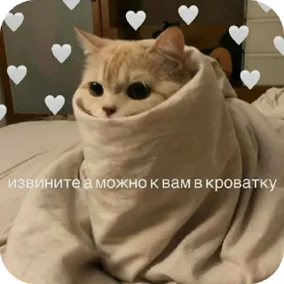 🐱