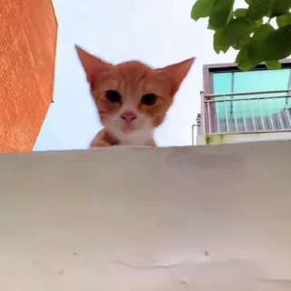🐈