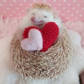 🦔