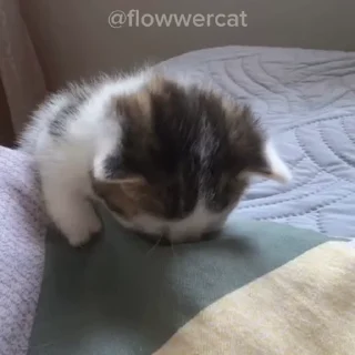 😠