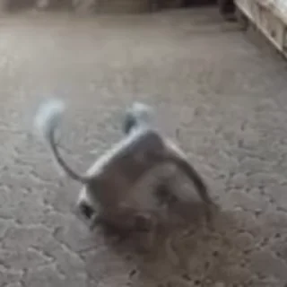 🕺