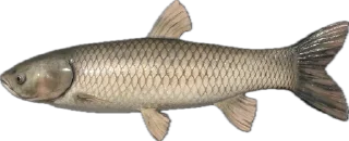 🐟