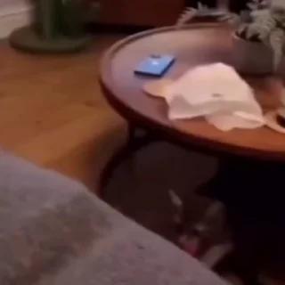 🐈