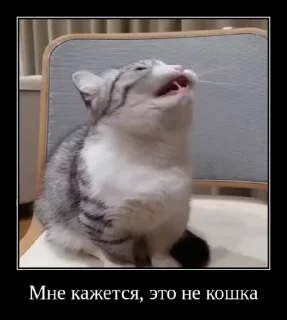 🐱