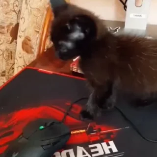 🐈