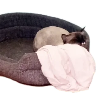 😸