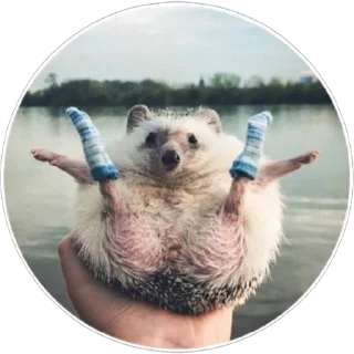 🦔