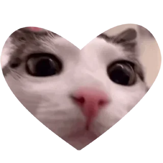 🐈
