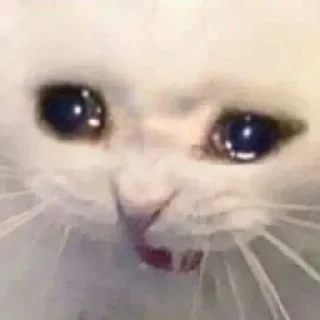 🐈
