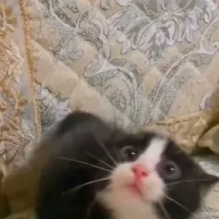 🐈