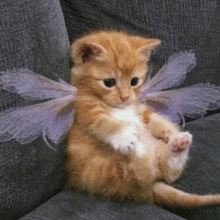 🐈