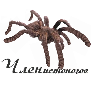 🕷