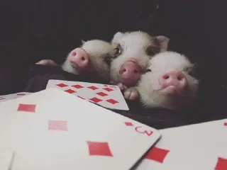 🃏