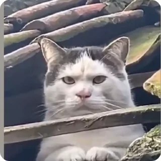 😤