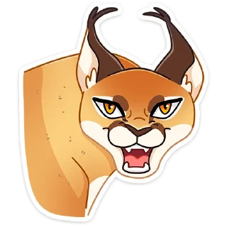 😼