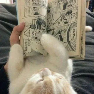 🐈