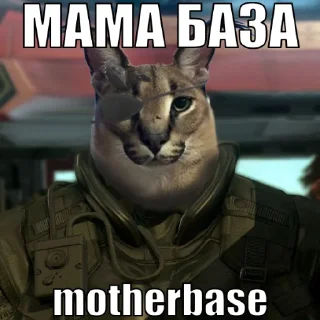 🐱