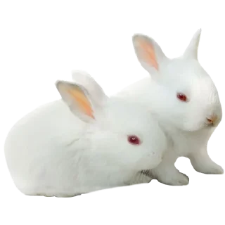 🐰