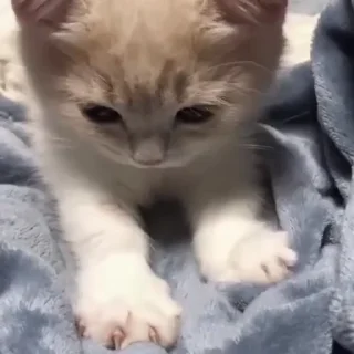 👣