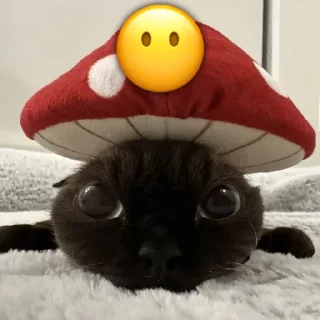 😶