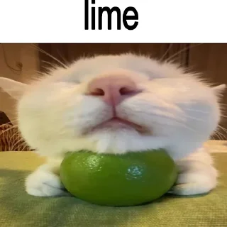🐈