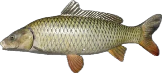 🐟