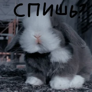 🐰