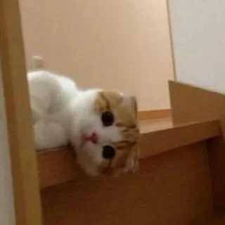 😺