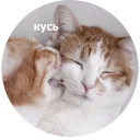 😼