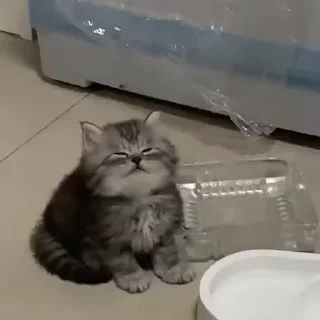 😴