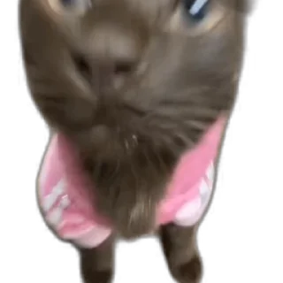 🎉