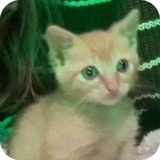🥺