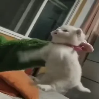 🐱