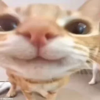 НАЖМИ СЮДА - @TINYCATSS