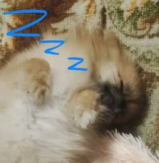 😴