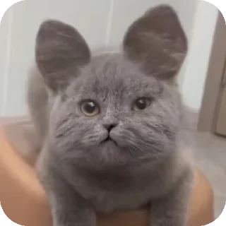 👍