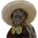 👒