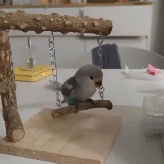 🤩