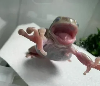 👻