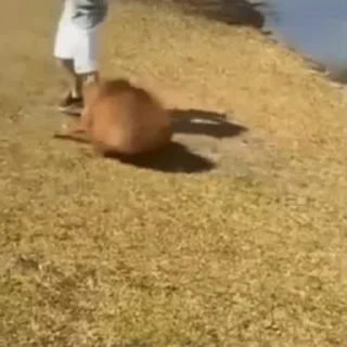 🏃‍♂️