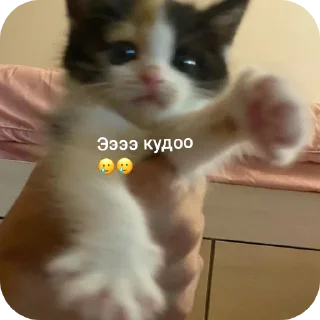 🐱