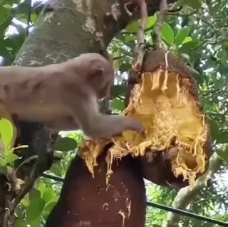 🤩